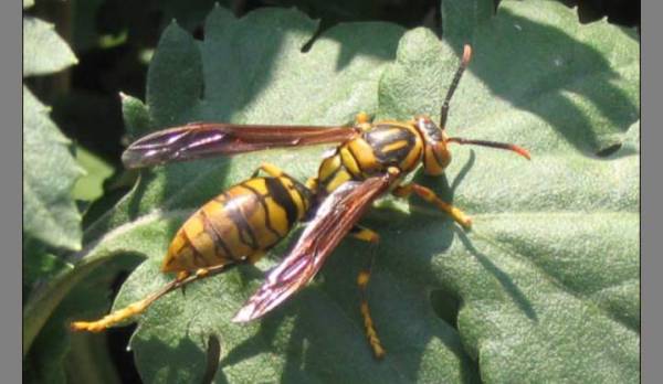 胡蜂采食飛多遠(yuǎn)去采(一般馬蜂帶食每分鐘飛多少米) 胡蜂采食飛多遠(yuǎn)去采(一般馬蜂帶食每分鐘飛多少米)