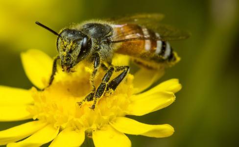 阿壩中蜂如何困王過(guò)冬（中蜂越冬管理技術(shù)要點(diǎn)）