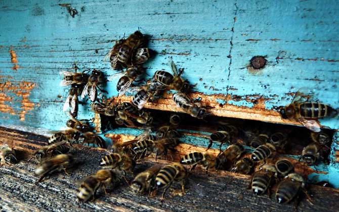 偵察蜂來了多久會(huì)來蜂 偵察蜂來了多久會(huì)來蜂