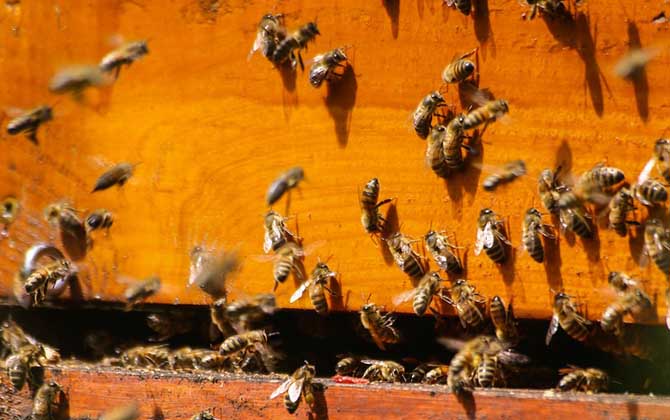 偵察蜂來了多久會(huì)來蜂 偵察蜂來了多久會(huì)來蜂