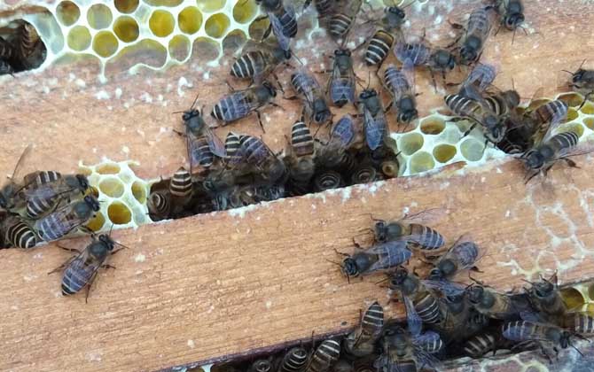 阿壩中蜂為什么容易起盜(中蜂為什么會起盜) 阿壩中蜂為什么容易起盜(中蜂為什么會起盜)