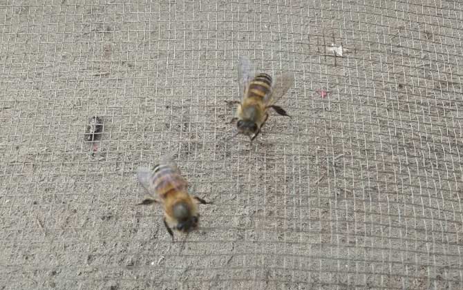 阿壩中蜂為什么容易起盜(中蜂為什么會起盜) 阿壩中蜂為什么容易起盜(中蜂為什么會起盜)