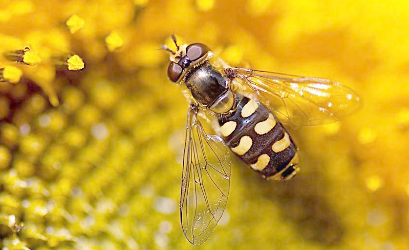 蜜蜂爛子病是蜂王的問(wèn)題嗎(中蜂爛子病是什么原因造成的) 蜜蜂爛子病是蜂王的問(wèn)題嗎(中蜂爛子病是什么原因造成的)