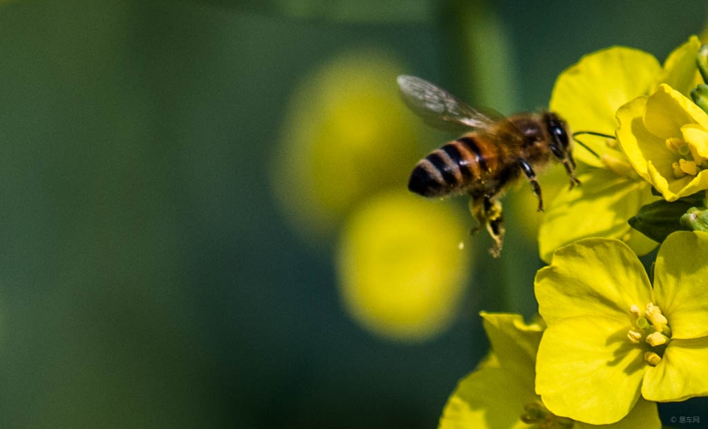 蜜蜂爛子病是蜂王的問(wèn)題嗎(中蜂爛子病是什么原因造成的) 蜜蜂爛子病是蜂王的問(wèn)題嗎(中蜂爛子病是什么原因造成的)