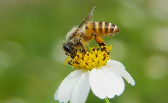 松丹一號可以定養(yǎng)嗎（西方蜜蜂品種介紹）