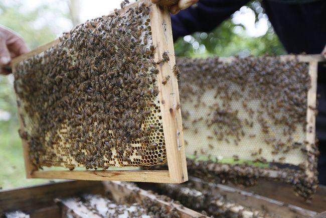 購買蜜蜂巢礎(chǔ)技巧（巢礎(chǔ)多少錢一張）