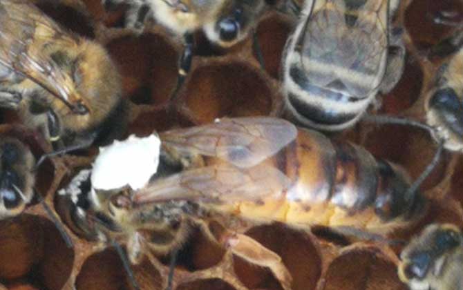 春繁蜜蜂怎么樣做起群快(蜜蜂怎么起群) 春繁蜜蜂怎么樣做起群快(蜜蜂怎么起群)