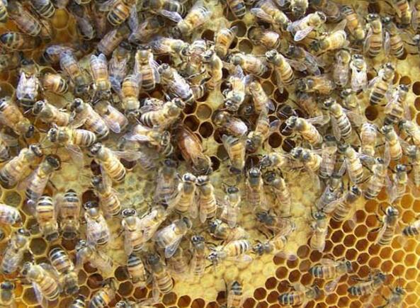 養(yǎng)蜜蜂的方法與知識(shí)（養(yǎng)蜜蜂常識(shí)）