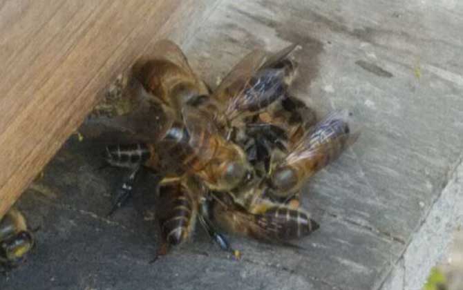 蜜蜂沖蜂群有什么表現(xiàn)(蜜蜂沖群是怎么回事) 蜜蜂沖蜂群有什么表現(xiàn)(蜜蜂沖群是怎么回事)