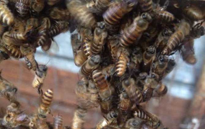 蜜蜂沖蜂群有什么表現(xiàn)(蜜蜂沖群是怎么回事) 蜜蜂沖蜂群有什么表現(xiàn)(蜜蜂沖群是怎么回事)