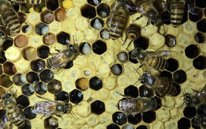 巢蟲一般多久可以形成 巢蟲一般多久可以形成