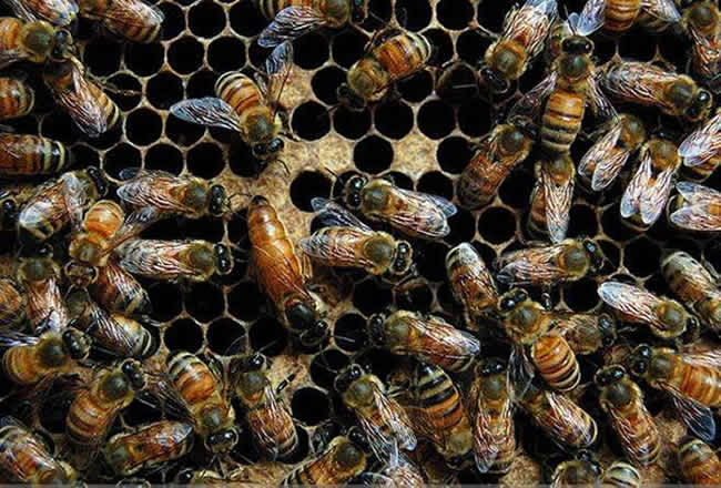 【蜜蜂知識】東北黑蜂有哪些缺點(diǎn)? 【蜜蜂知識】東北黑蜂有哪些缺點(diǎn)?