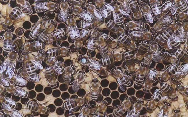 【蜜蜂知識】東北黑蜂有哪些缺點(diǎn)? 【蜜蜂知識】東北黑蜂有哪些缺點(diǎn)?