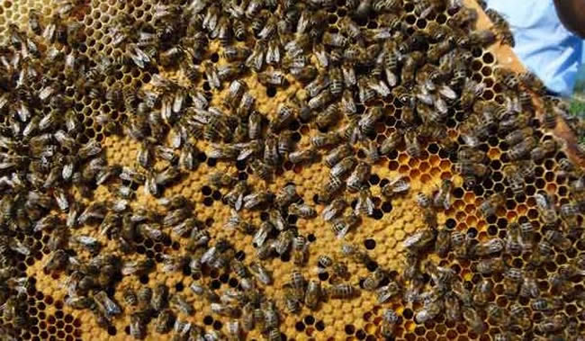 【蜜蜂知識】東北黑蜂有哪些缺點(diǎn)? 【蜜蜂知識】東北黑蜂有哪些缺點(diǎn)?