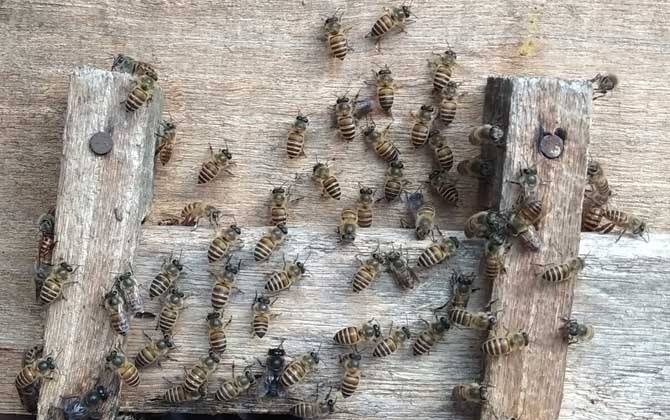 新手養蜂注意事項有哪些? 新手養蜂注意事項有哪些?