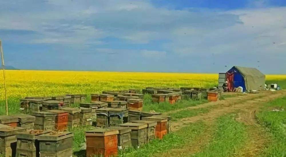 新手養蜂注意事項有哪些? 新手養蜂注意事項有哪些?