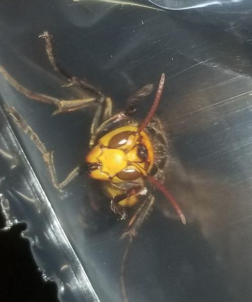 中國大虎頭蜂到底有多大（大虎頭蜂的尺寸大小）