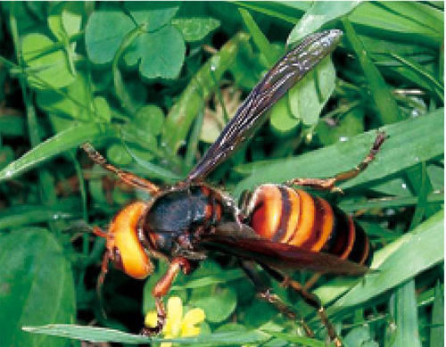 中國大虎頭蜂到底有多大（大虎頭蜂的尺寸大小）