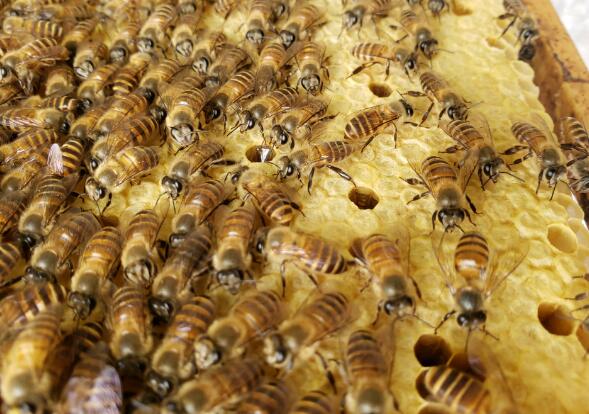 什么叫子脾(蜜脾與子脾的區別) 什么叫子脾(蜜脾與子脾的區別)