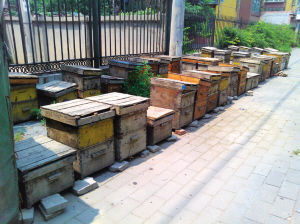 什么叫子脾(蜜脾與子脾的區別) 什么叫子脾(蜜脾與子脾的區別)