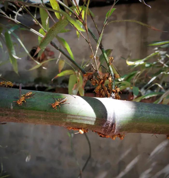 馬蜂是什么蜂(馬蜂的簡要介紹) 馬蜂是什么蜂(馬蜂的簡要介紹)