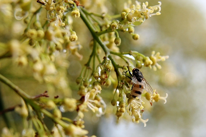 【蜜蜂知識(shí)】蜂王出臺(tái)幾天分蜂? 蜂王出臺(tái)幾天分蜂?