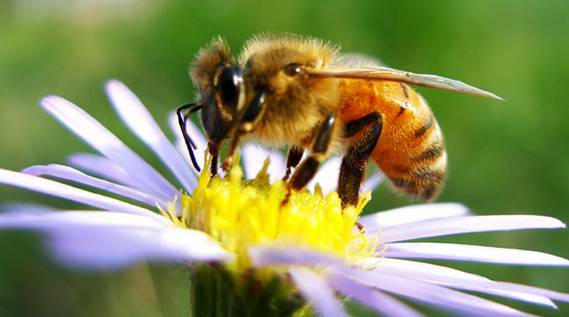 阿壩中蜂王能維持多少脾(工蜂在多少脾時蜂王產卵最多) 阿壩中蜂王能維持多少脾(工蜂在多少脾時蜂王產卵最多)