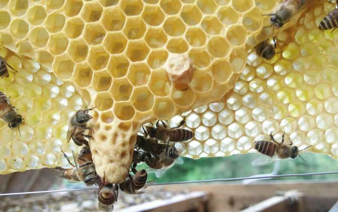 人工王臺(tái)怎么做的(人工王臺(tái)怎么做最簡(jiǎn)單) 人工王臺(tái)怎么做的(人工王臺(tái)怎么做最簡(jiǎn)單)