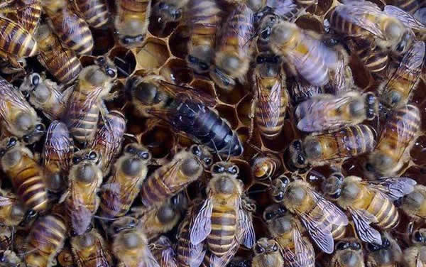 【蜜蜂知識】常見的中蜂王品種 【蜜蜂知識】常見的中蜂王品種