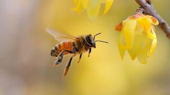 蜜蜂養殖管理技術秘訣和心得體會(蜜蜂養殖三大原則) 蜜蜂養殖管理技術秘訣和心得體會(蜜蜂養殖三大原則)