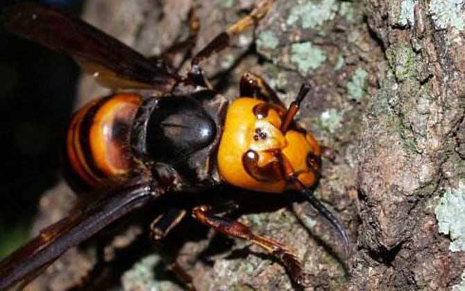 家里有中國大虎頭蜂象征什么(虎頭蜂做窩的風(fēng)水怎么樣？)