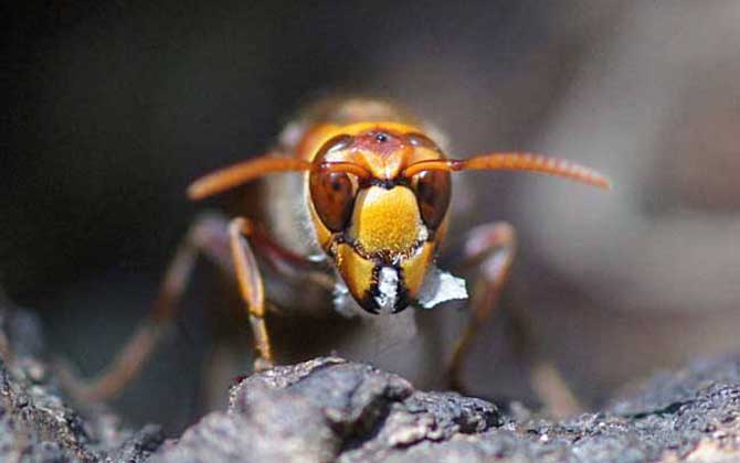 家里有中國大虎頭蜂象征什么(虎頭蜂做窩的風(fēng)水怎么樣？)