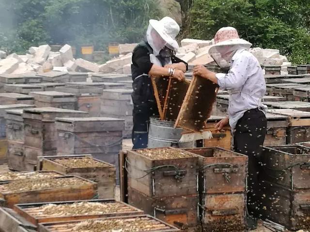 蜜蜂養殖入門教程(新手養蜂入門技術) 蜜蜂養殖入門教程(新手養蜂入門技術)