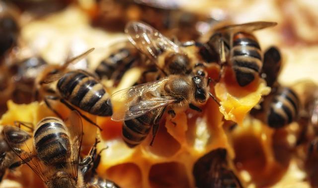 蜂王試飛時間在幾點(蜂王試飛時間和交尾次數(shù)) 蜂王試飛時間在幾點(蜂王試飛時間和交尾次數(shù))