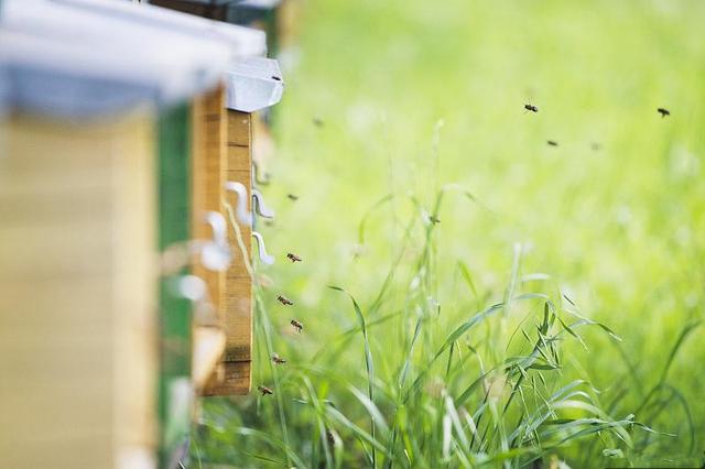 蜂王試飛時間在幾點(蜂王試飛時間和交尾次數(shù)) 蜂王試飛時間在幾點(蜂王試飛時間和交尾次數(shù))