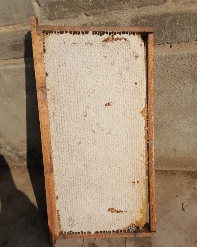 子脾和蜜脾有什么區(qū)別(區(qū)分子脾和蜜脾的方法) 子脾和蜜脾有什么區(qū)別(區(qū)分子脾和蜜脾的方法)