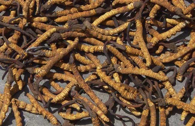 一斤蟲草大約多少元(冬蟲夏草的市場價格) 一斤蟲草大約多少元(冬蟲夏草的市場價格)