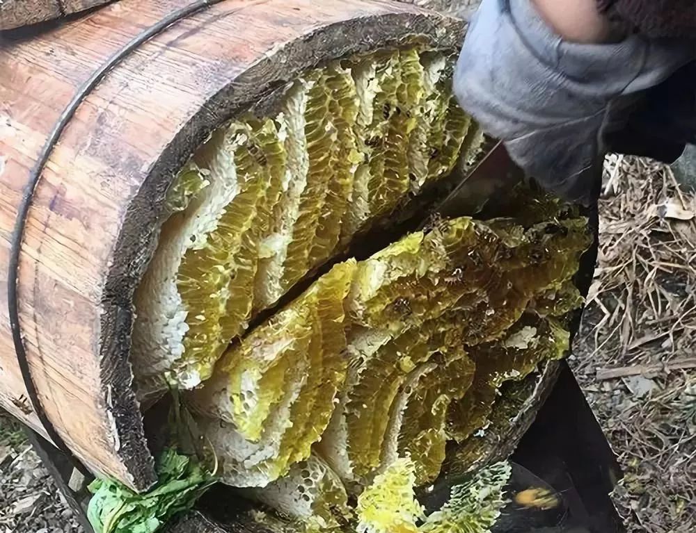 土養(yǎng)中蜂如何取蜜(中蜂土養(yǎng)取蜜方法) 土養(yǎng)中蜂如何取蜜(中蜂土養(yǎng)取蜜方法)