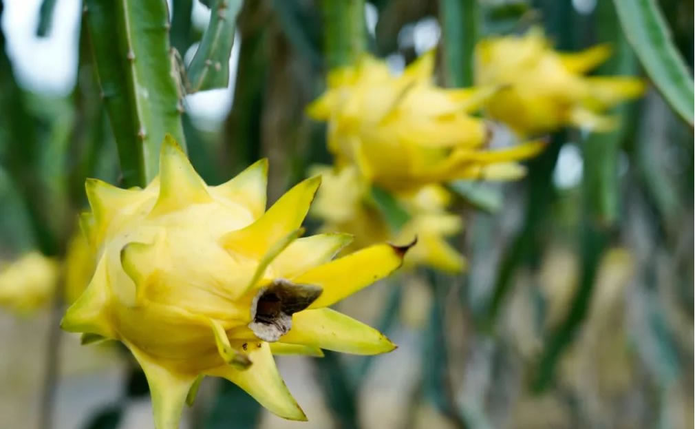 火龍果是仙人掌的果實(shí)嗎