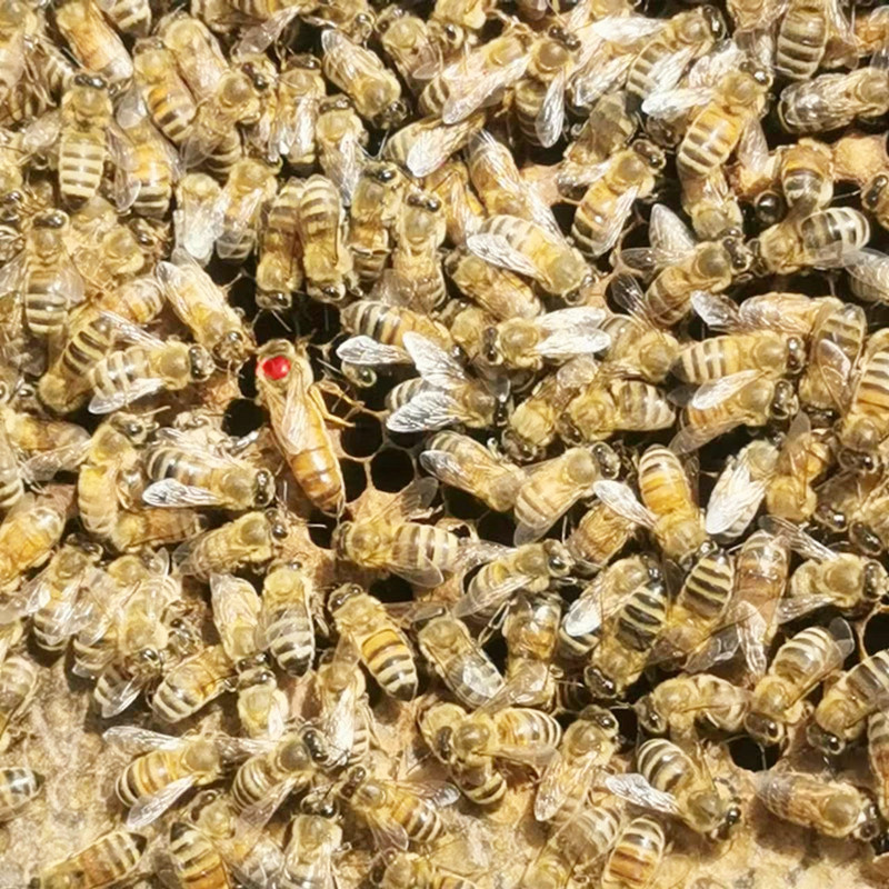 中國(guó)北方蜜蜂種類有哪些（適合北方養(yǎng)殖蜜蜂品種）