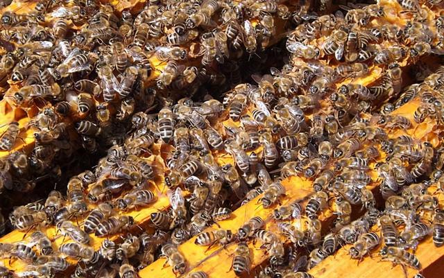 中國(guó)北方蜜蜂種類有哪些（適合北方養(yǎng)殖蜜蜂品種）