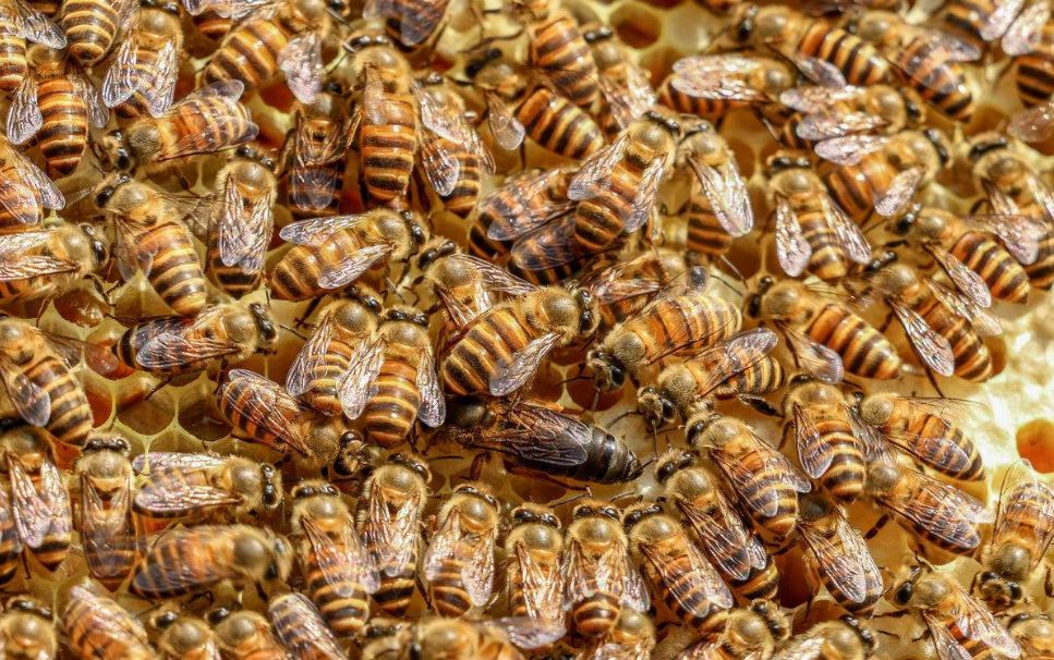 中國(guó)北方蜜蜂種類有哪些（適合北方養(yǎng)殖蜜蜂品種）