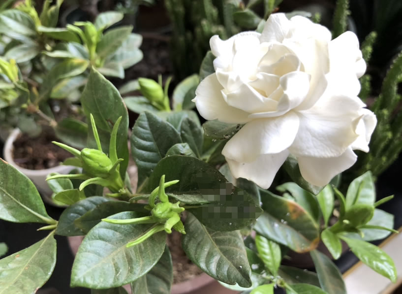 梔子花為啥不吉利(梔子花的寓意和代表品種) 梔子花為啥不吉利(梔子花的寓意和代表品種)