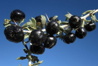 黑枸杞價格多少一斤(黑枸杞的市場價格) 黑枸杞價格多少一斤(黑枸杞的市場價格)