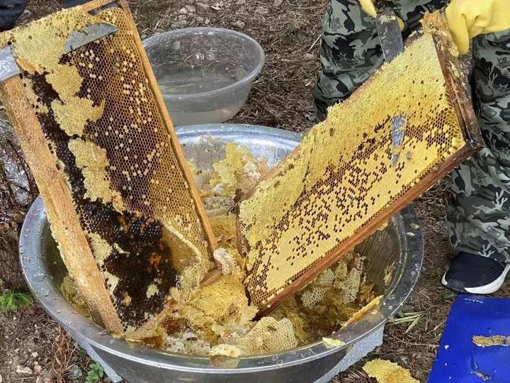 土法養(yǎng)蜂怎么割蜜而保留蜂群 土法養(yǎng)蜂怎么割蜜而保留蜂群