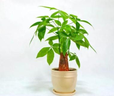 發(fā)財(cái)樹(shù)的葉子發(fā)黃干枯掉落什么原因（發(fā)財(cái)樹(shù)的正確養(yǎng)法）