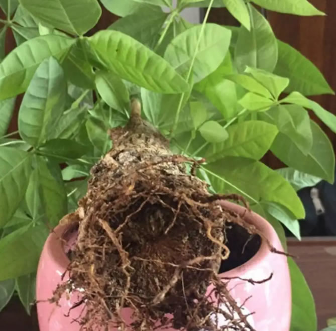 發(fā)財(cái)樹(shù)的葉子發(fā)黃干枯掉落什么原因（發(fā)財(cái)樹(shù)的正確養(yǎng)法）