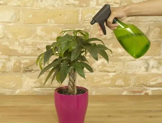 發(fā)財(cái)樹(shù)的葉子發(fā)黃干枯掉落什么原因（發(fā)財(cái)樹(shù)的正確養(yǎng)法）