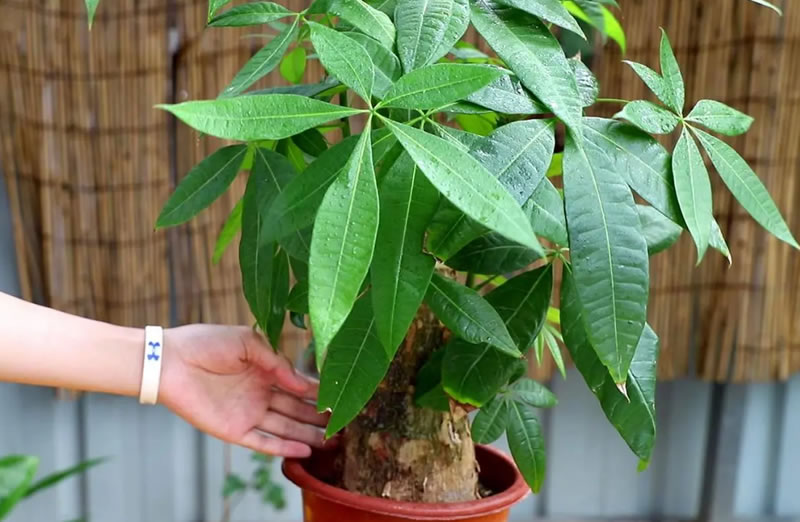 發(fā)財(cái)樹(shù)的葉子發(fā)黃干枯掉落什么原因（發(fā)財(cái)樹(shù)的正確養(yǎng)法）