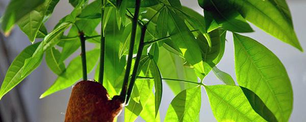 發(fā)財(cái)樹(shù)的葉子發(fā)黃干枯掉落什么原因（發(fā)財(cái)樹(shù)的正確養(yǎng)法）